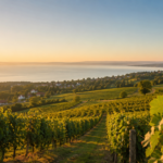 Több mint nyári frissítő: A Balatonfüred-Csopaki borvidék és a terroir titkai